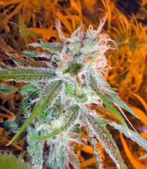 lemon_skunk.jpg