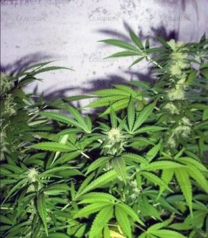 Super_Critical.jpg Super_Critical.jpg