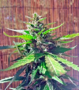 Auto_White_Widow.jpg Auto_White_Widow.jpg