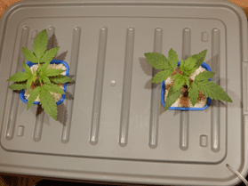 Gorilla Glue Auto от FastBuds Gorilla Glue Auto от FastBuds