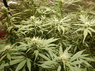 Gorilla Glue Auto от FastBuds Gorilla Glue Auto от FastBuds