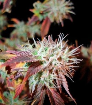 Bubba_Kush_2_sort_kannabisa__y5dw8g3927mzgatv.jpg Bubba_Kush_2_sort_kannabisa__y5dw8g3927mzgatv.jpg