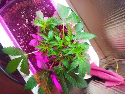 IMG_20220317_084737.jpg