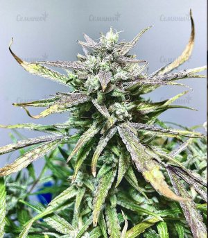 Punch-Gelato-33-Auto-fem-konoplya__m5EpsijyEGQbKiy9.jpg