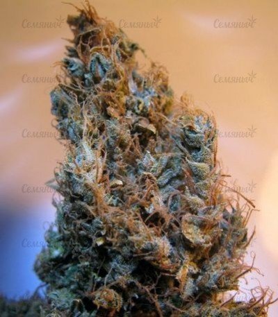 2046_marihuana__Rf0W4TZSnxZ0EQOz.jpg 2046_marihuana__Rf0W4TZSnxZ0EQOz.jpg