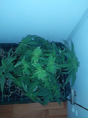 IMG_20241112_202108.jpg