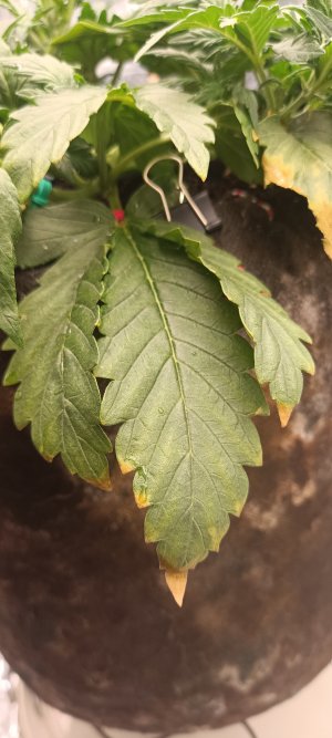 IMG_20241123_095404.jpg