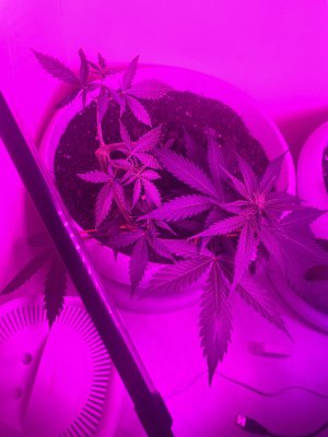 IMG_2002.jpeg