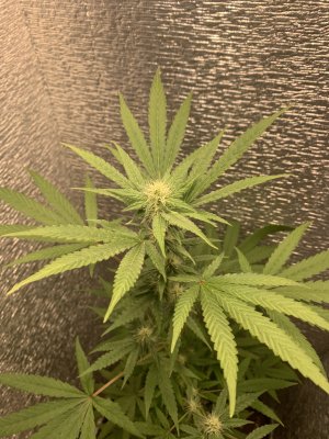 IMG_8166.jpeg