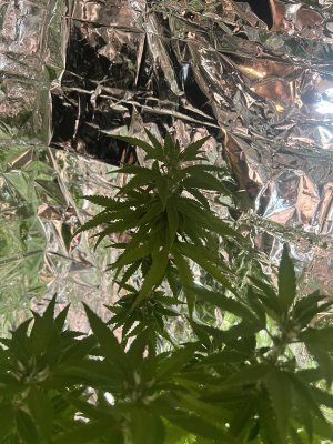 IMG_9293.jpeg