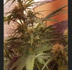 CrntGwAx-iw.jpg