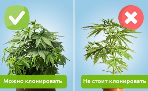 kak-proishodit-klonirovanie-konopli__NBdgwIZFYyOFM2Wz.jpg