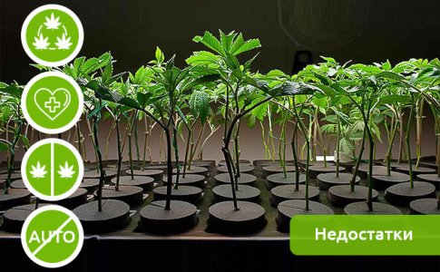 preimushchestva-i-nedostatki-klonirovaniya-kannabisa2__8u0DhiBwtjJbcGTJ.jpg preimushchestva-i-nedostatki-klonirovaniya-kannabisa2__8u0DhiBwtjJbcGTJ.jpg