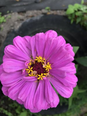 IMG_3742.jpeg