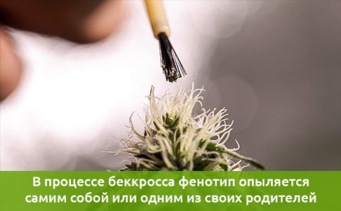 obratnoe-skreshchivanie-ili-bekkross__NKNnkchyNXsvlXQ8.jpg obratnoe-skreshchivanie-ili-bekkross__NKNnkchyNXsvlXQ8.jpg