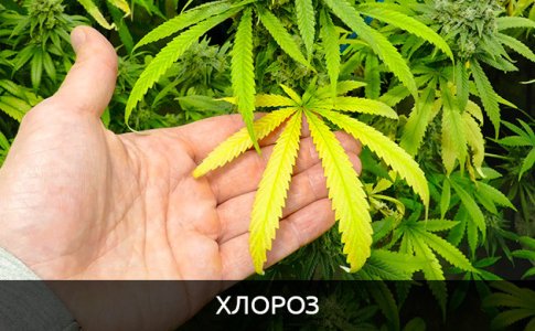 hloroz__wJmafo53bl8bMtDL.jpg hloroz__wJmafo53bl8bMtDL.jpg