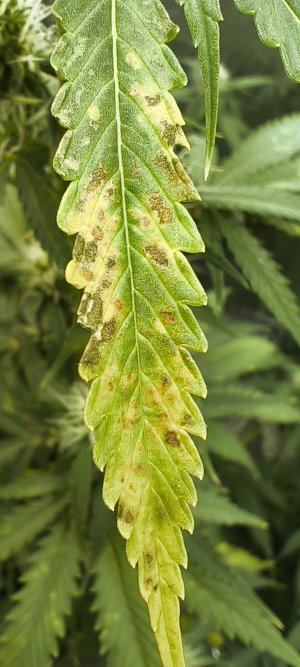IMG_20250708_194416.jpg