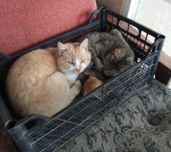 котэ.jpg