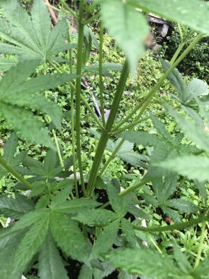 IMG_4007.jpeg