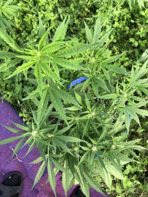 IMG_4035.jpeg