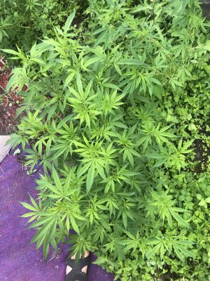 IMG_4062.jpeg