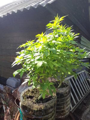 IMG_20250720_102657.jpg