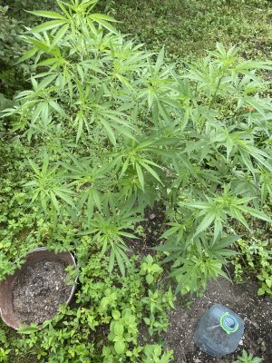 IMG_0006.jpeg