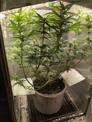 IMG_0022.jpeg