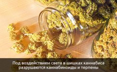 razrushayutsya-kannabinoidy-i-terpeny__qydO1xSlwngz625Z.jpg
