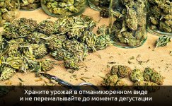 hranite-urozhaj-v-otmanikyurennom-vide__9eZBbr3Wdp5uHYJc.jpg