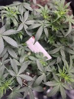 IMG_4254.jpeg
