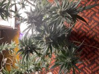 IMG_0129.jpeg
