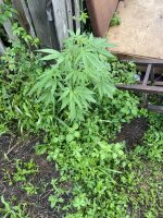 IMG_0136.jpeg