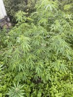IMG_0134.jpeg