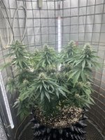 IMG_0067.jpeg