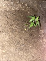 IMG_0712.jpeg