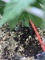 IMG_0918.jpeg