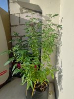IMG_20250815_072508.jpg