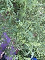 IMG_0318.jpeg