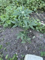 IMG_0317.jpeg