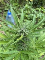 IMG_0611.jpeg