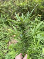 IMG_0615.jpeg