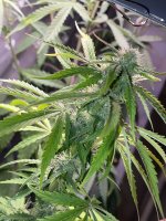 IMG_0666.jpeg