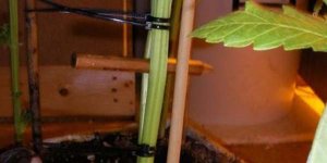 split-stem.jpg