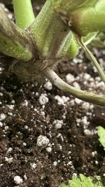 IMG_1195.jpeg
