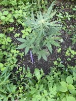 IMG_0421.jpeg