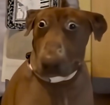 1757244727802.png