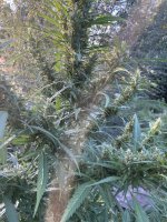 IMG_0484.jpeg