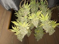 IMG_20250910_080327.jpg