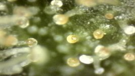 20250910-205208-454.jpg